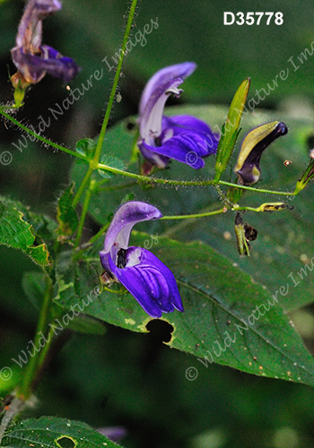 Brillantaisia lamium